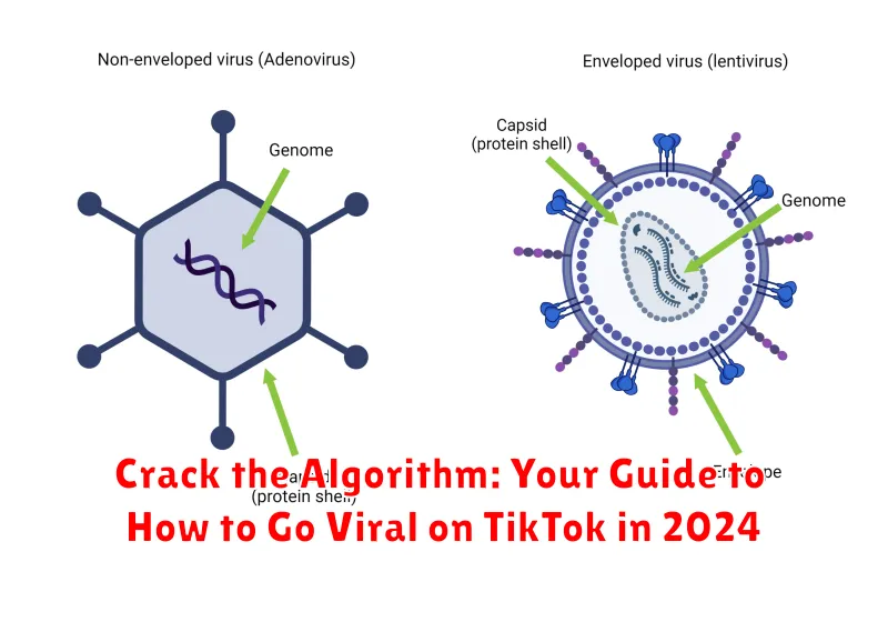 Crack the Algorithm: Your Guide to How to Go Viral on TikTok in 2024